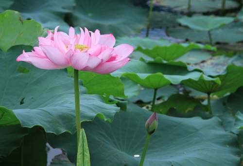 http://l.f15.img.vnecdn.net/2014/06/13/sen8-1402671930_660x0.jpg