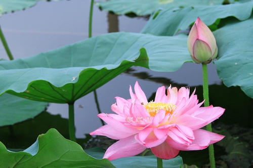 http://l.f13.img.vnecdn.net/2014/06/13/sen10-1402671959_660x0.jpg
