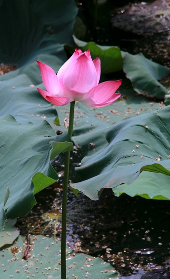 http://l.f14.img.vnecdn.net/2014/06/13/hoa10-1402632880_660x0.jpg