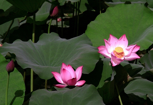 http://l.f14.img.vnecdn.net/2014/06/14/hoasen-1402759496_660x0.jpg