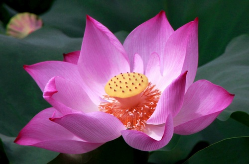 http://l.f13.img.vnecdn.net/2014/06/13/hoa7-1402632879_660x0.jpg