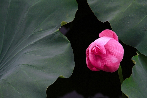 http://l.f14.img.vnecdn.net/2014/06/14/sen1-1402759530_660x0.jpg