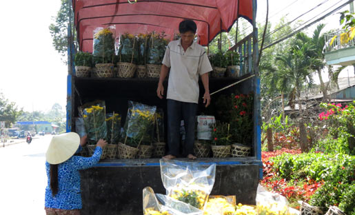 Vẻ đẹp khó cưỡng ở vựa hoa miền Cửu Long
