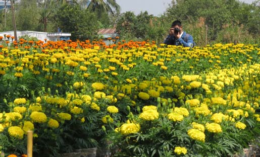 Vẻ đẹp khó cưỡng ở vựa hoa miền Cửu Long