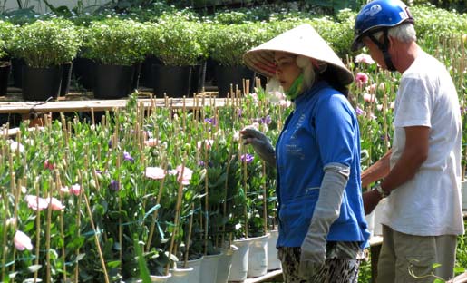 Vẻ đẹp khó cưỡng ở vựa hoa miền Cửu Long