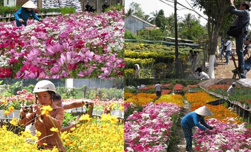 Vẻ đẹp khó cưỡng ở vựa hoa miền Cửu Long
