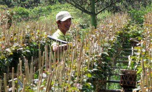 Vẻ đẹp khó cưỡng ở vựa hoa miền Cửu Long