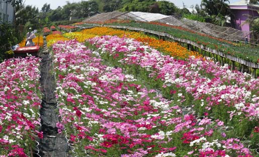 Vẻ đẹp khó cưỡng ở vựa hoa miền Cửu Long