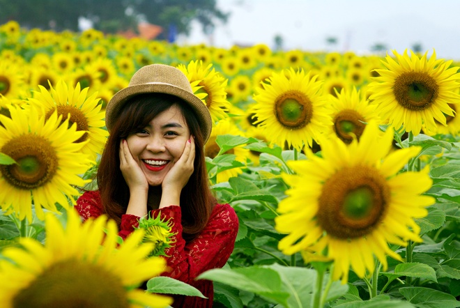 hoa hướng dương khoe sắc cùng các bạn trẻ