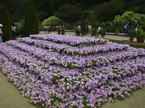 nhiều loài hoa khác 1