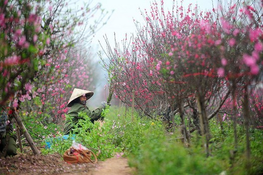Đào, quất xuống phố