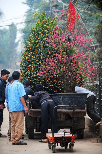 Đào, quất xuống phố