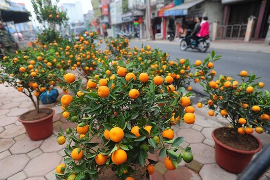 Đào, quất xuống phố
