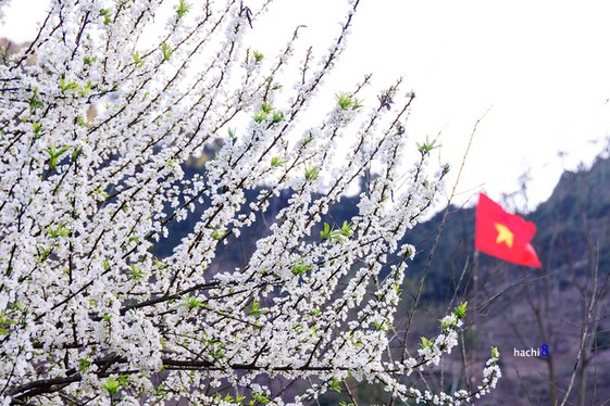 Hoa-man-Moc-Chau-Bung-no-don-xuan-sang