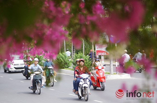 Hình ảnh hoa giấy được trồng ven các con đường trong thành phố