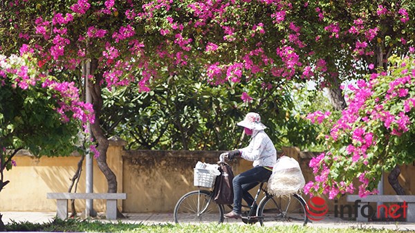 Những cây hoa giấy phát triển rất tốt.