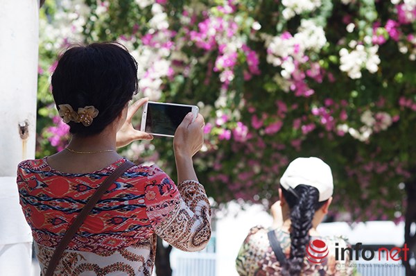 Khác du lịch và người dân Nha Trang rất hào hứng với loài hoa này