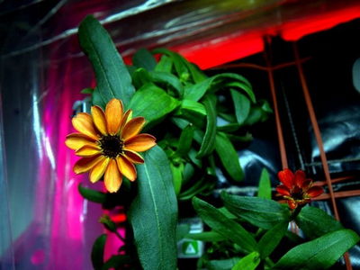 Chậu hoa cúc zinnia được trồng trên trạm không gian quốc tế của NASA