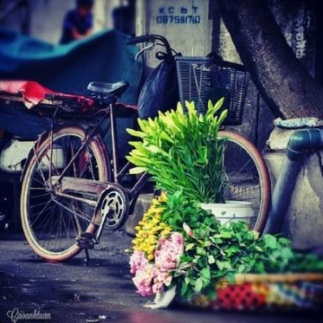 Loa kèn đầu mùa trên đường phố Hà Nội