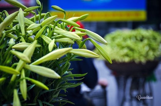 Loa kèn đầu mùa trên đường phố Hà Nội