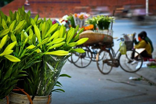 Loa kèn đầu mùa trên đường phố Hà Nội