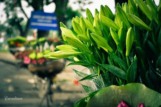Loa kèn đầu mùa trên đường phố Hà Nội