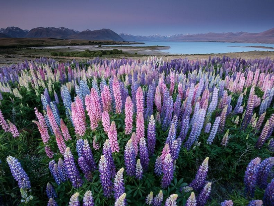 lupins-lake-tekapo-1