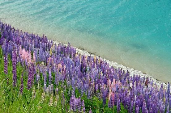 lupins-lake-tekapo-2