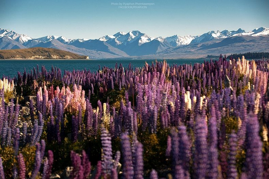 lupins-lake-tekapo-3