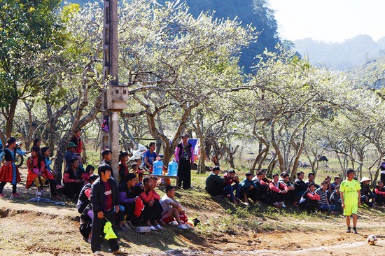 Mùa hoa mận nở trắng trời cao nguyên Mộc Châu
