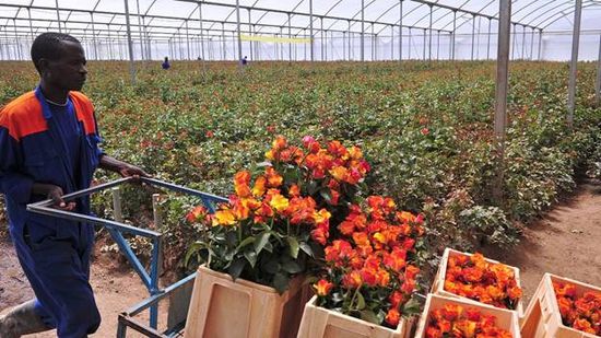 Nền nông ghiệp Hoa của Kenya. Hanoihoa.com