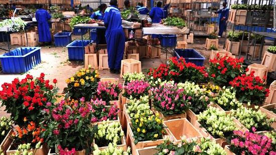 Nền nông ghiệp Hoa của Kenya. Hanoihoa.com