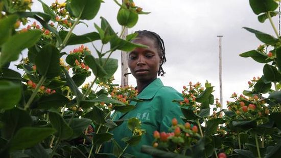 Nền nông ghiệp Hoa của Kenya. Hanoihoa.com