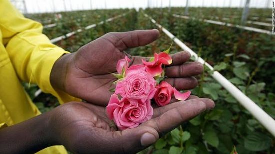Nền nông ghiệp Hoa của Kenya. Hanoihoa.com