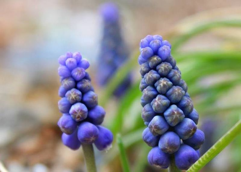 Điện hoa hà nội Những loài hoa trong mùa xuân ở Virginia Mỹ.