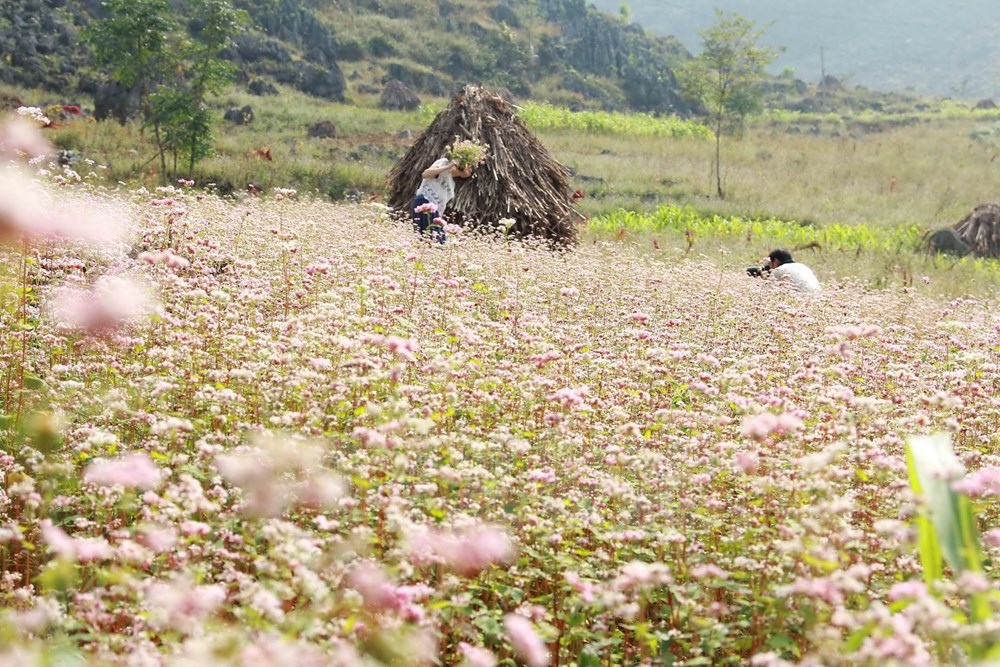 Thảm hoa Tam giác mạch đẹp mê người trên cao nguyên Đồng Văn dịch vụ điện hoa hà nội