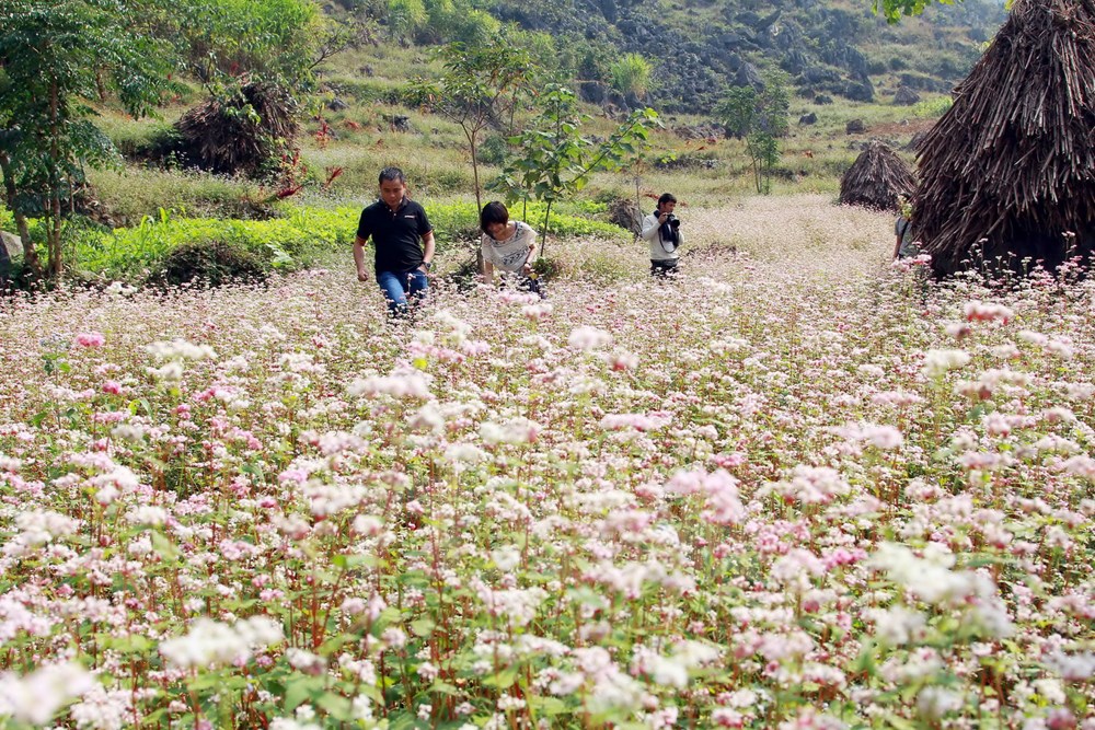 Thảm hoa Tam giác mạch đẹp mê người trên cao nguyên Đồng Văn dịch vụ điện hoa hà nội