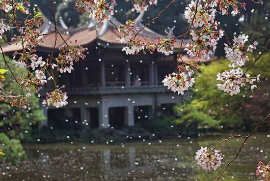 http://hanoihoa.com/tin-tuc/nhung-buc-anh-mua-hoa-anh-dao-2015