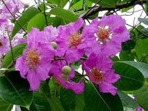 sự tích hoa bằng lăng