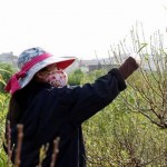 Làng đào Nhật Tân vào mùa tuốt lá