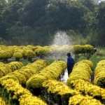 Làng hoa trăm tuổi ở Sa Đéc
