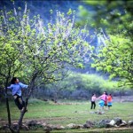 Sắc xuân trên cao nguyên Mộc Châu