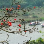 Chùa Hương mùa hoa gạo