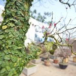 Đào rừng xuống phố