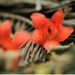 Hoa gạo rực rỡ 'gọi' hè về