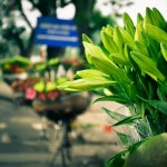 Rực sỡ sắc hoa trên đường phố Hà Nội
