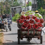 Tết sớm trên làng hoa Sa Đéc