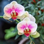 Thế giới kỳ lạ của hoa lan