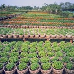 Vựa hoa lớn nhất miền Tây Nam bộ chuẩn bị đón Tết