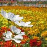 Vẻ đẹp khó cưỡng ở vựa hoa miền Cửu Long